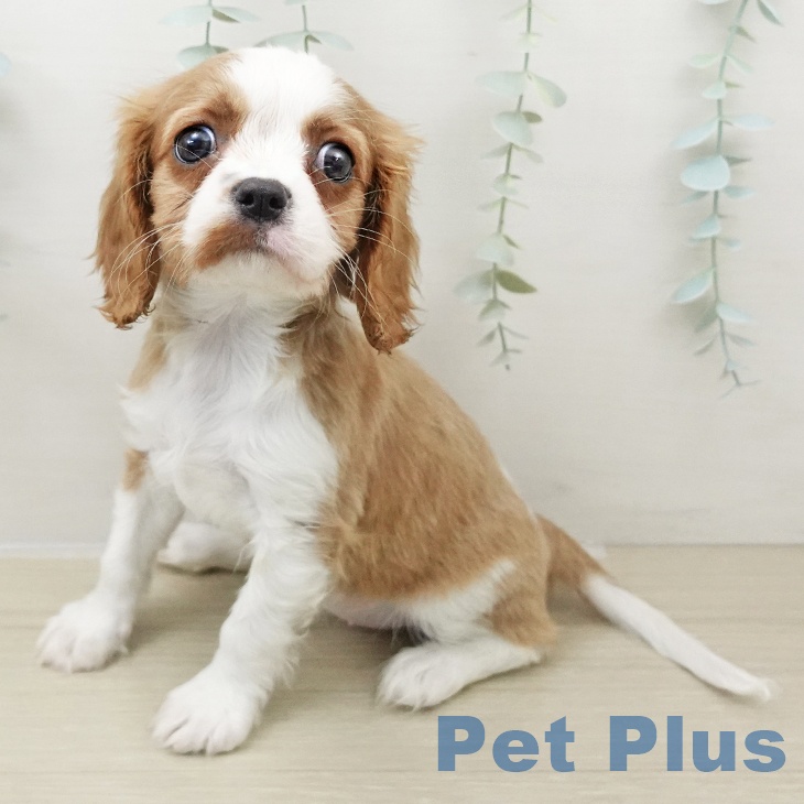 埼玉県のキャバリアキングチャールズスパニエル (ペットプラス 羽生店/2025年11月23日生まれ/女の子/ブレンハイム)の子犬の1枚目の画像