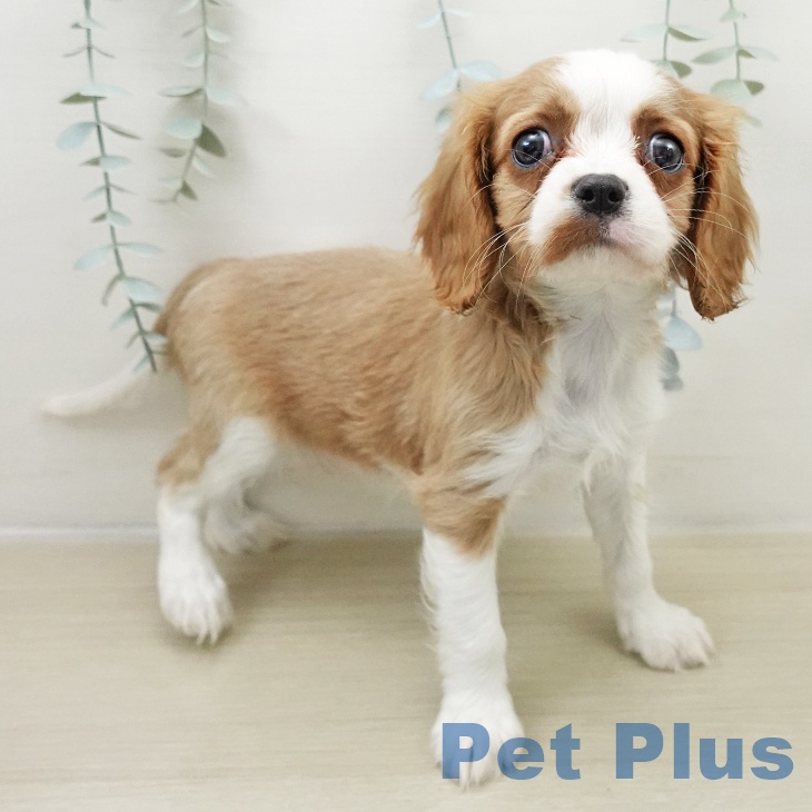 埼玉県のキャバリアキングチャールズスパニエル (ペットプラス 羽生店/2025年11月23日生まれ/女の子/ブレンハイム)の子犬の2枚目の画像