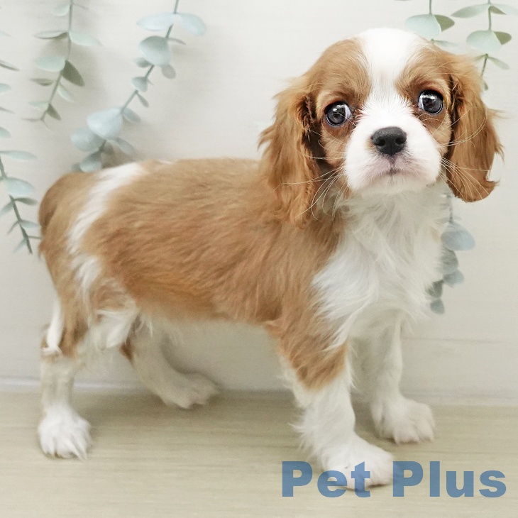 東京都のキャバリアキングチャールズスパニエル (ペットプラス アクアシティお台場店/2025年11月23日生まれ/女の子/ブレンハイム)の子犬の1枚目の画像