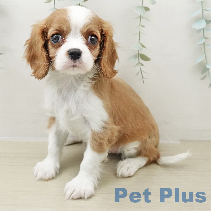 東京都のキャバリアキングチャールズスパニエル (ペットプラス アクアシティお台場店/2025年11月23日生まれ/女の子/ブレンハイム)の子犬の2枚目の画像