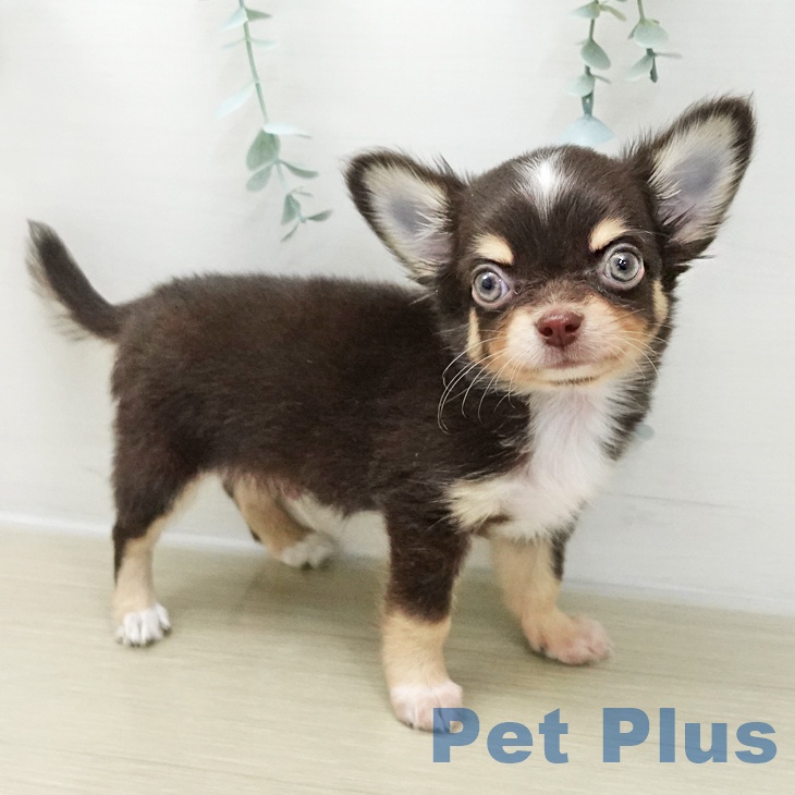 東京都のチワワ(ロング) (ペットプラス 日の出店/2025年11月25日生まれ/男の子/チョコレートタンホワイト)の子犬