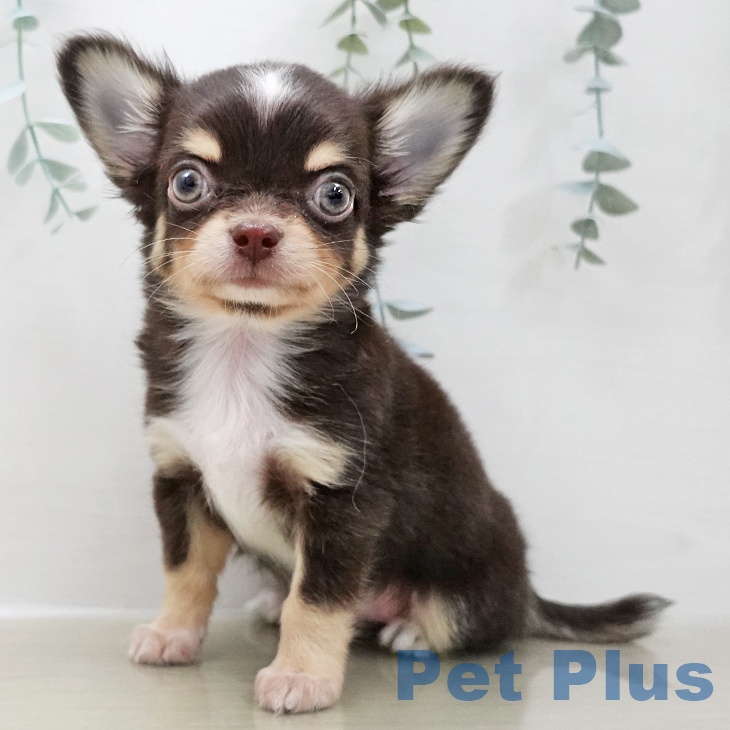 東京都のチワワ(ロング) (ペットプラス 日の出店/2025年11月25日生まれ/男の子/チョコレートタンホワイト)の子犬の2枚目の画像