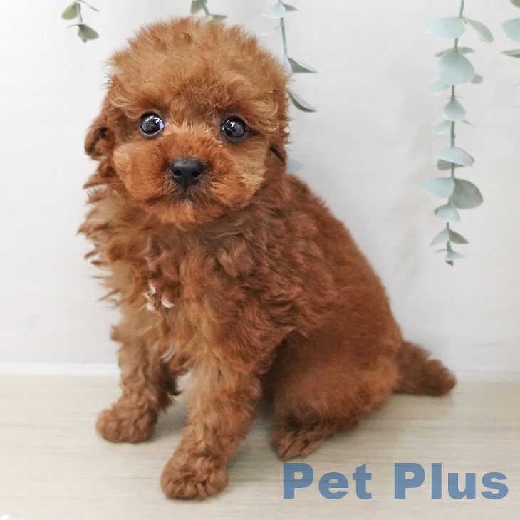 長野県のトイプードル(トイ) (ペットプラス 松本店/2025年11月26日生まれ/男の子/レッド)の子犬の1枚目の画像