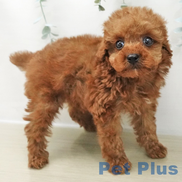 長野県のトイプードル(トイ) (ペットプラス 松本店/2025年11月26日生まれ/男の子/レッド)の子犬の2枚目の画像