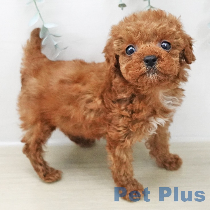 埼玉県のトイプードル(トイ) (ペットプラス 与野店/2025年11月26日生まれ/女の子/レッド)の子犬の2枚目の画像