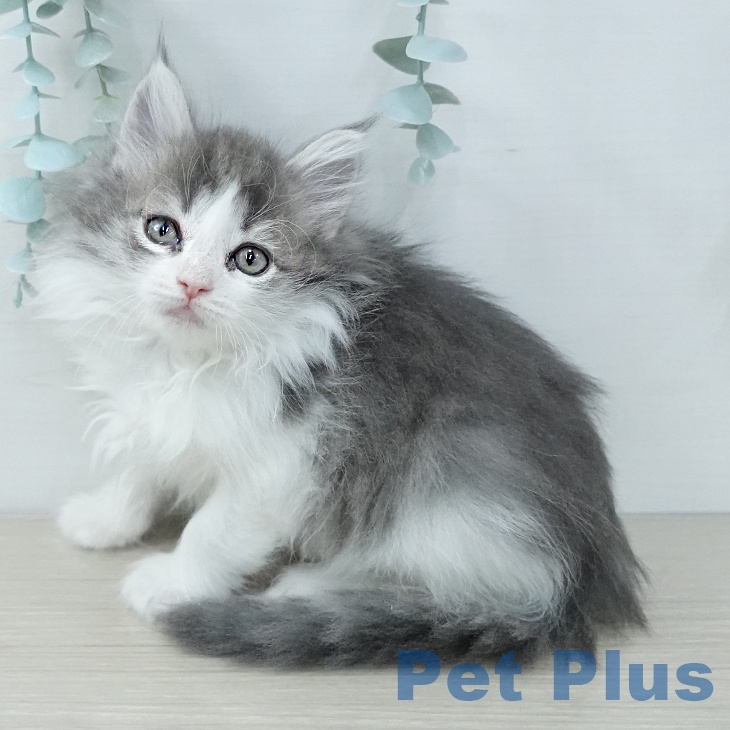 徳島県のノルウェージャンフォレストキャット (ペットプラス 徳島店/2025年11月17日生まれ/女の子/ブルーマッカレルタビーホワイト)の子猫