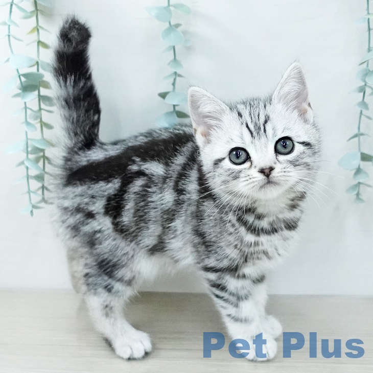 鳥取県のアメリカンショートヘアー (ペッツワン 日吉津店/2025年11月17日生まれ/女の子/シルバータビー)の子猫の1枚目の画像