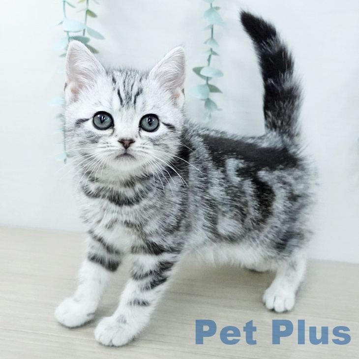 鳥取県のアメリカンショートヘアー (ペッツワン 日吉津店/2025年11月17日生まれ/女の子/シルバータビー)の子猫の2枚目の画像