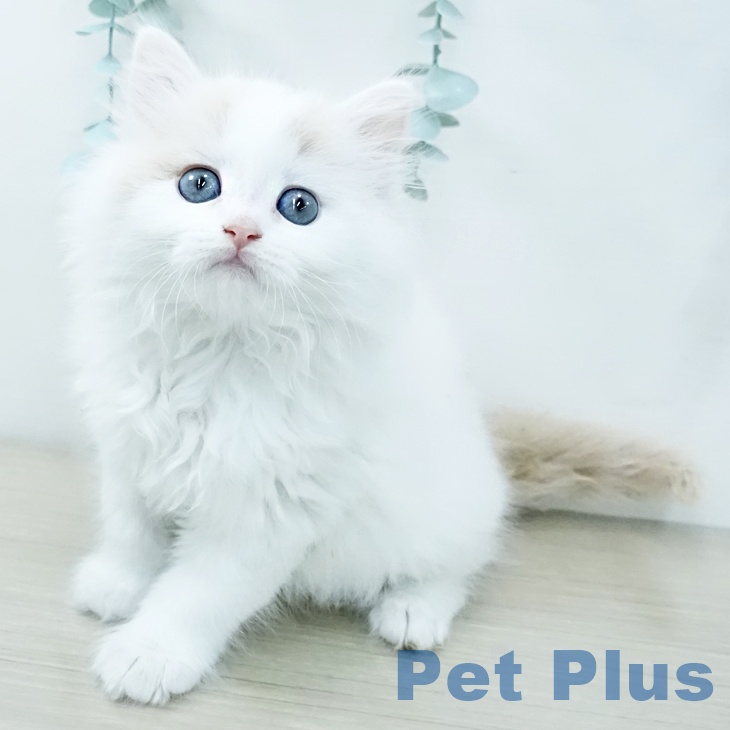 岡山県のラガマフィン (ペッツワン 岡山南店/2025年11月27日生まれ/女の子/クリームホワイト)の子猫の2枚目の画像