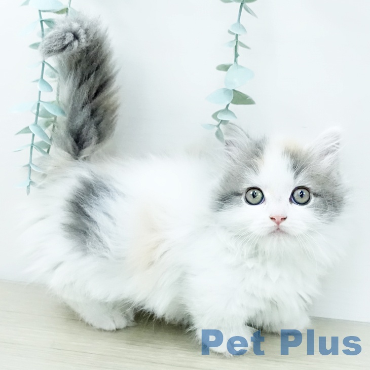 福岡県のマンチカン (ペットプラス ららぽーと福岡店/2025年11月28日生まれ/女の子/ダイリュートキャリコ)の子猫の1枚目の画像