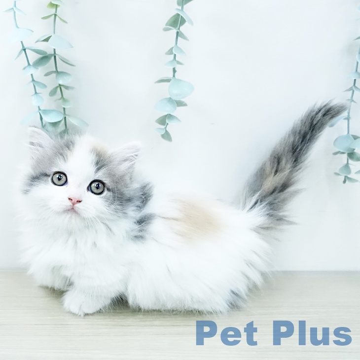 福岡県のマンチカン (ペットプラス ららぽーと福岡店/2025年11月28日生まれ/女の子/ダイリュートキャリコ)の子猫の2枚目の画像