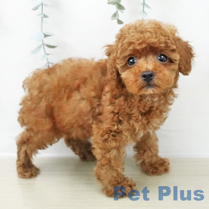 埼玉県のトイプードル(トイ) (ペットプラス ピオニウォーク東松山店/2025年11月28日生まれ/男の子/レッド)の子犬の1枚目の画像