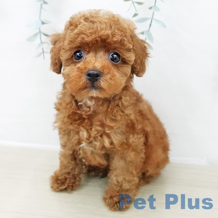 埼玉県のトイプードル(トイ) (ペットプラス ピオニウォーク東松山店/2025年11月28日生まれ/男の子/レッド)の子犬の2枚目の画像