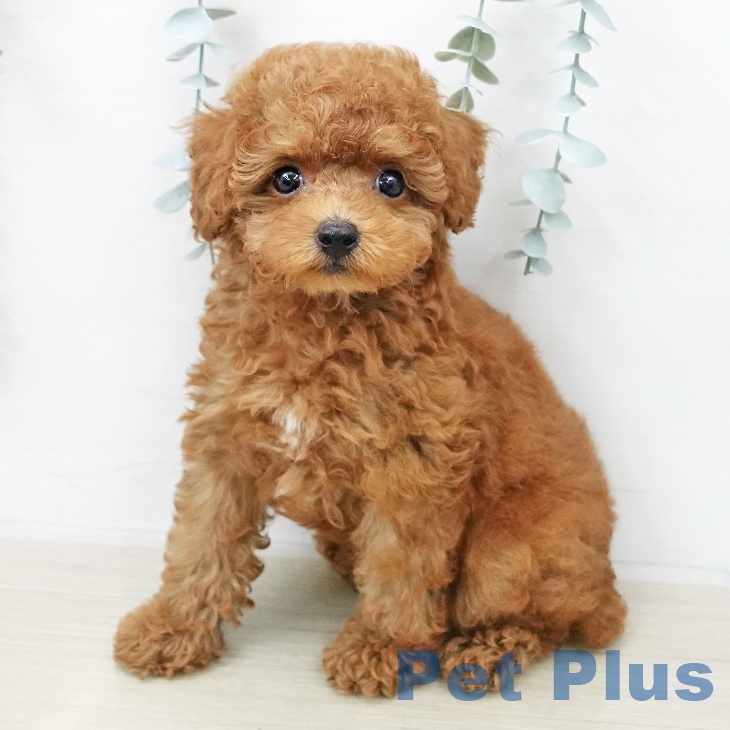 東京都のトイプードル(トイ) (ペットプラス アクアシティお台場店/2025年11月28日生まれ/男の子/レッド)の子犬の1枚目の画像