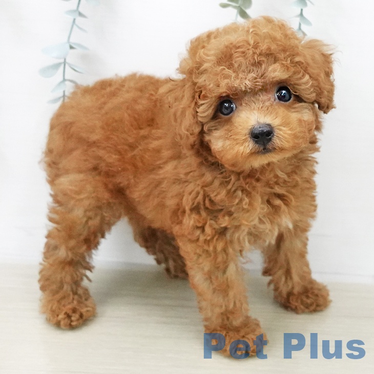 東京都のトイプードル(トイ) (ペットプラス アクアシティお台場店/2025年11月28日生まれ/男の子/レッド)の子犬の2枚目の画像