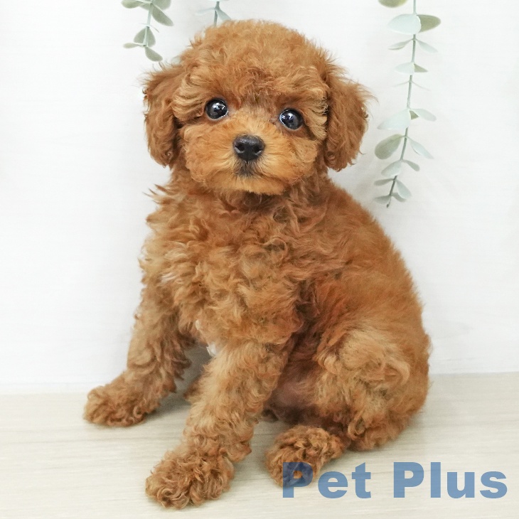 埼玉県のトイプードル(トイ) (ペットプラス 浦和美園店/2025年11月28日生まれ/男の子/レッド)の子犬