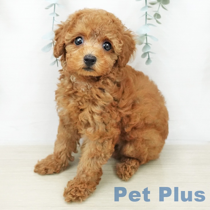 埼玉県のトイプードル(トイ) (ペットプラス ピオニウォーク東松山店/2025年11月28日生まれ/女の子/レッド)の子犬の1枚目の画像