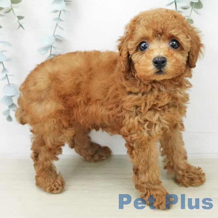 埼玉県のトイプードル(トイ) (ペットプラス ピオニウォーク東松山店/2025年11月28日生まれ/女の子/レッド)の子犬の2枚目の画像