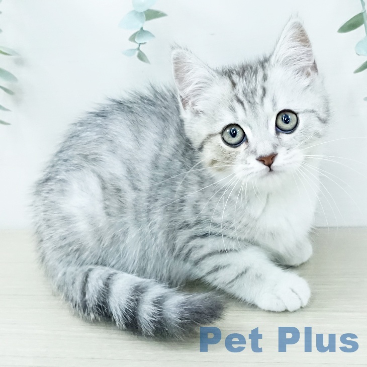 福岡県のマンチカン (ペットプラス 福岡伊都店/2025年11月6日生まれ/男の子/シルバータビーホワイト)の子猫の1枚目の画像