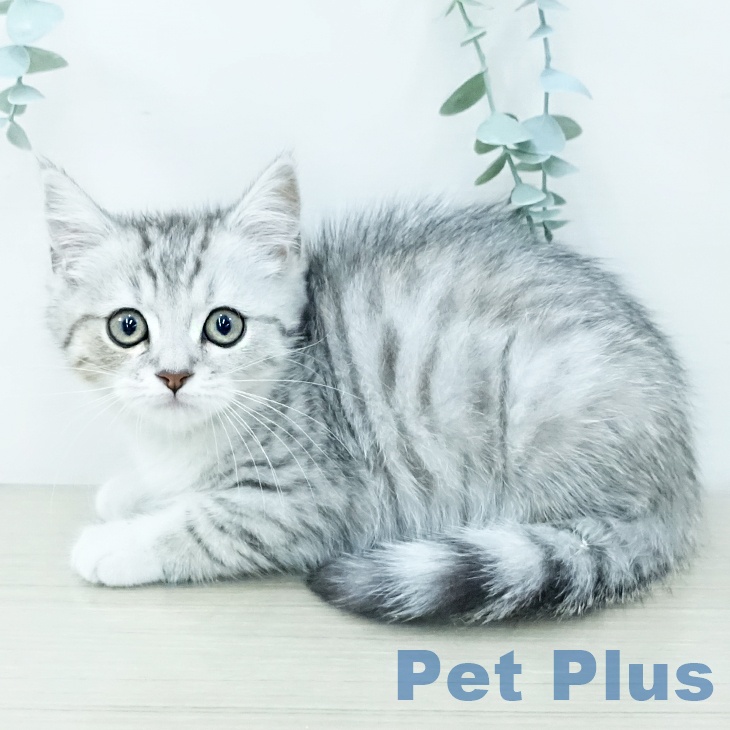 福岡県のマンチカン (ペットプラス 福岡伊都店/2025年11月6日生まれ/男の子/シルバータビーホワイト)の子猫の2枚目の画像