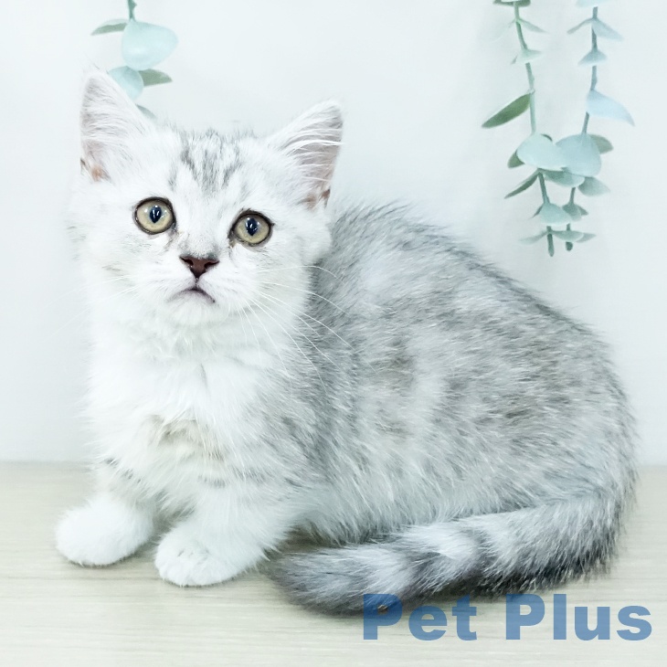 福岡県のマンチカン (ペットプラス 八幡東店/2025年11月6日生まれ/女の子/シルバータビーホワイト)の子猫の1枚目の画像