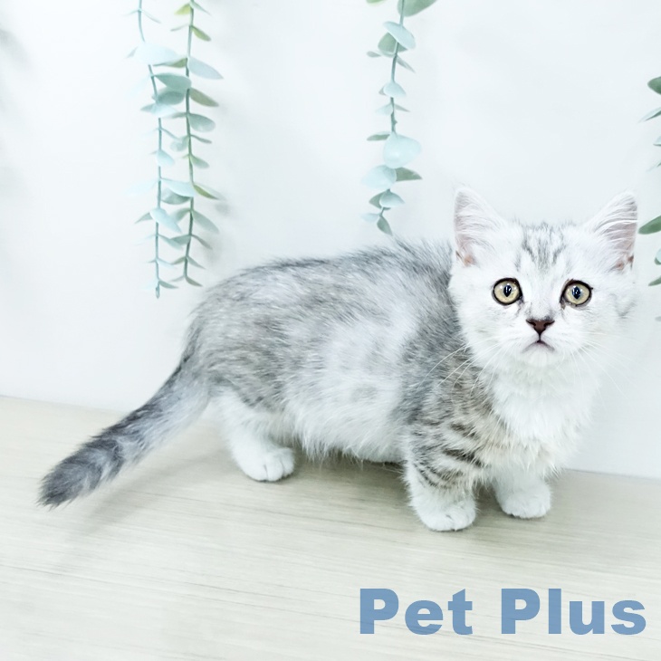 福岡県のマンチカン (ペットプラス 八幡東店/2025年11月6日生まれ/女の子/シルバータビーホワイト)の子猫の2枚目の画像