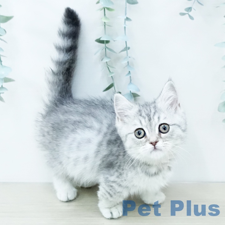 福岡県のマンチカン (ペットプラス 福岡店/2025年11月6日生まれ/女の子/シルバータビー)の子猫の1枚目の画像