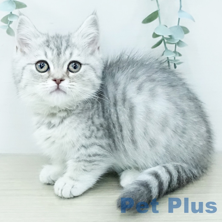 福岡県のマンチカン (ペットプラス 福岡店/2025年11月6日生まれ/女の子/シルバータビー)の子猫の2枚目の画像