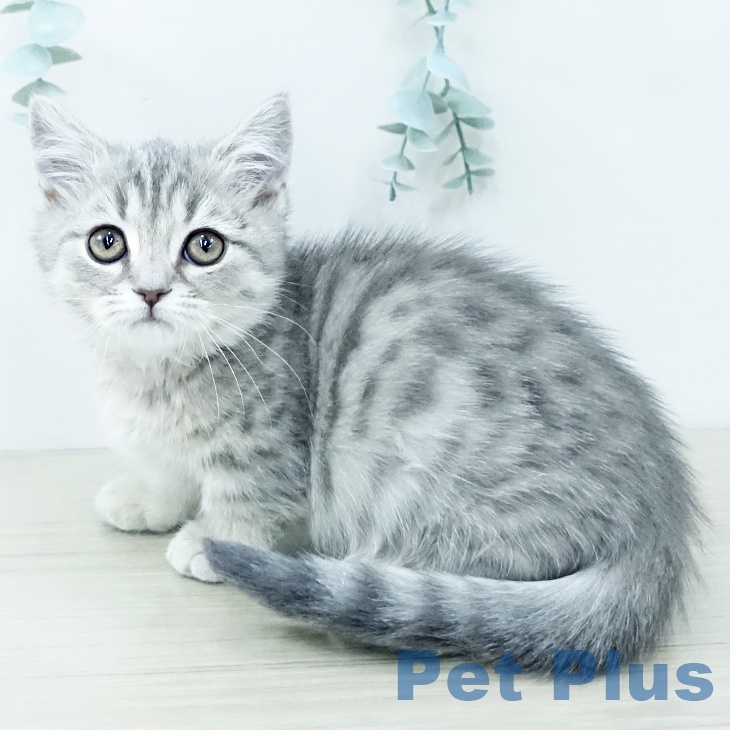 福岡県のマンチカン (ペットプラス 黒崎店/2025年11月6日生まれ/女の子/ブルータビー)の子猫の2枚目の画像