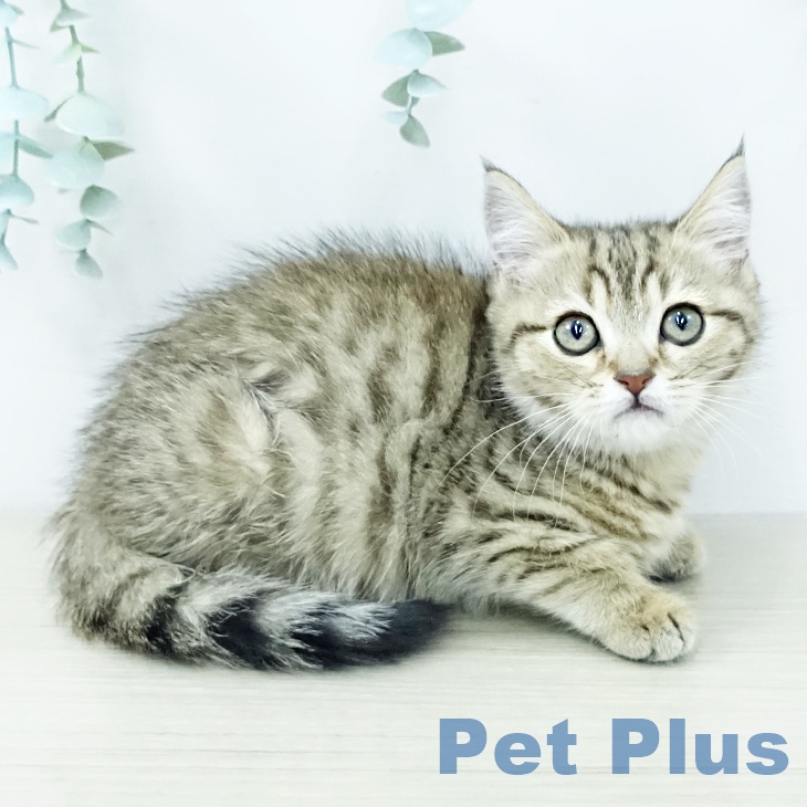 福岡県のマンチカン (ペットプラス 春日店/2025年11月6日生まれ/女の子/ブラウンマッカレルタビー)の子猫の1枚目の画像