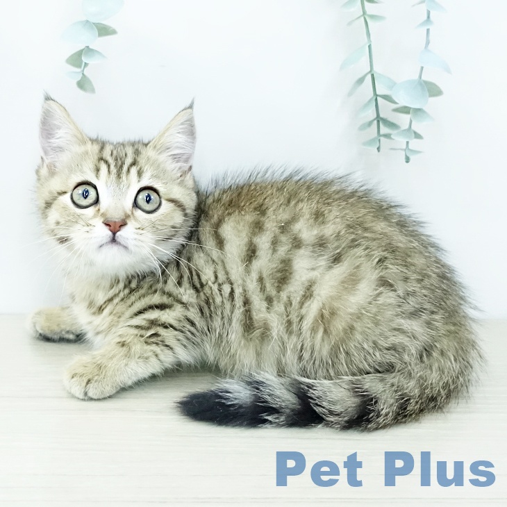 福岡県のマンチカン (ペットプラス 春日店/2025年11月6日生まれ/女の子/ブラウンマッカレルタビー)の子猫の2枚目の画像