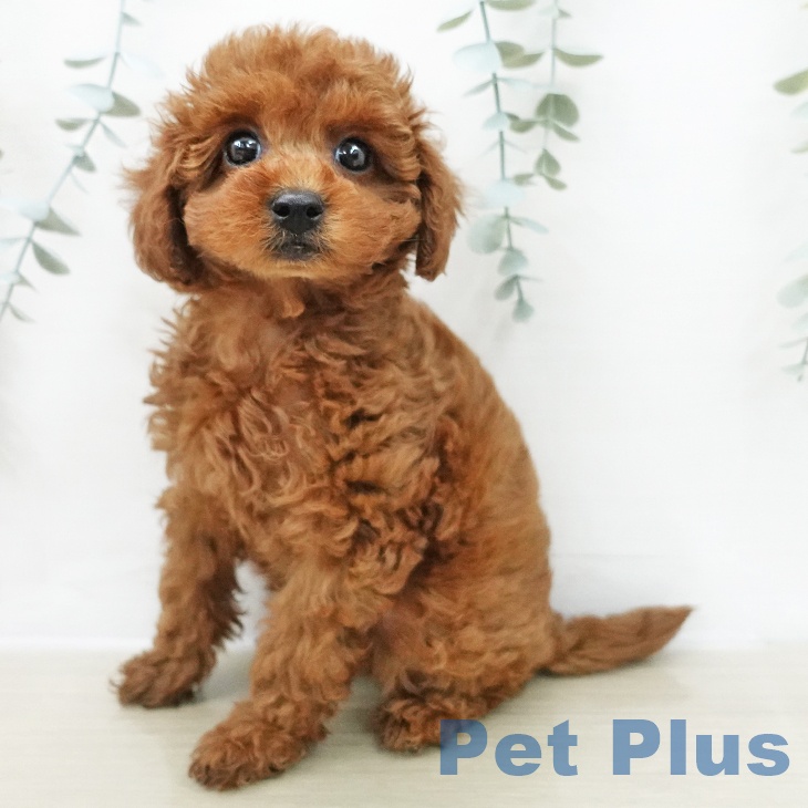 千葉県のトイプードル(トイ) (ペットプラス 成田店/2025年11月28日生まれ/女の子/レッド)の子犬の1枚目の画像
