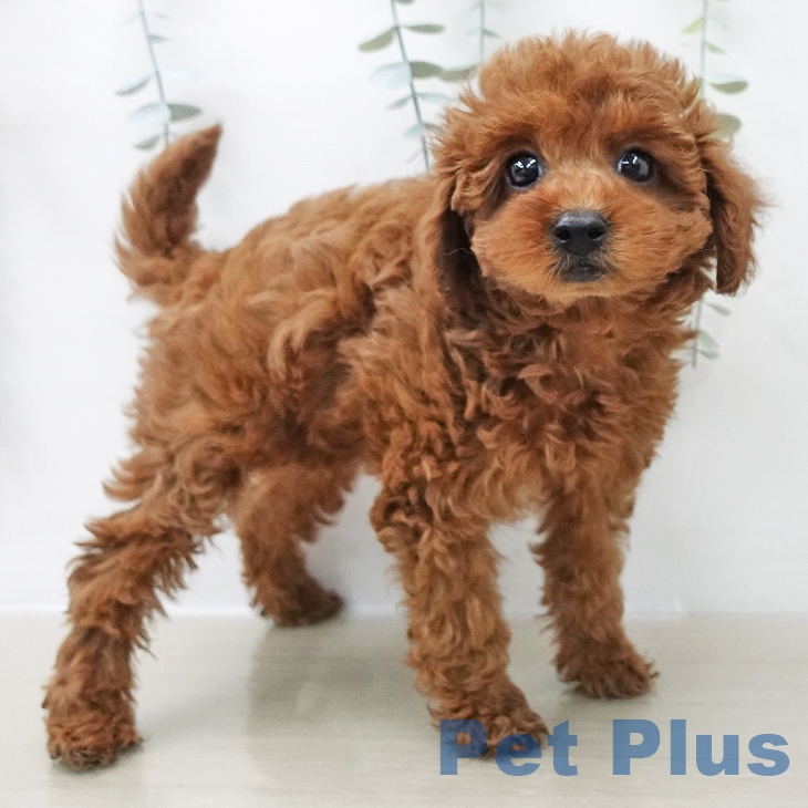 千葉県のトイプードル(トイ) (ペットプラス 成田店/2025年11月28日生まれ/女の子/レッド)の子犬の2枚目の画像