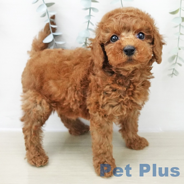 福島県のトイプードル(トイ) (ペットプラス イオンタウン郡山店/2025年11月28日生まれ/女の子/レッド)の子犬の1枚目の画像