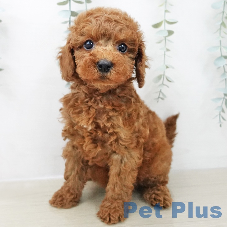 福島県のトイプードル(トイ) (ペットプラス イオンタウン郡山店/2025年11月28日生まれ/女の子/レッド)の子犬の2枚目の画像