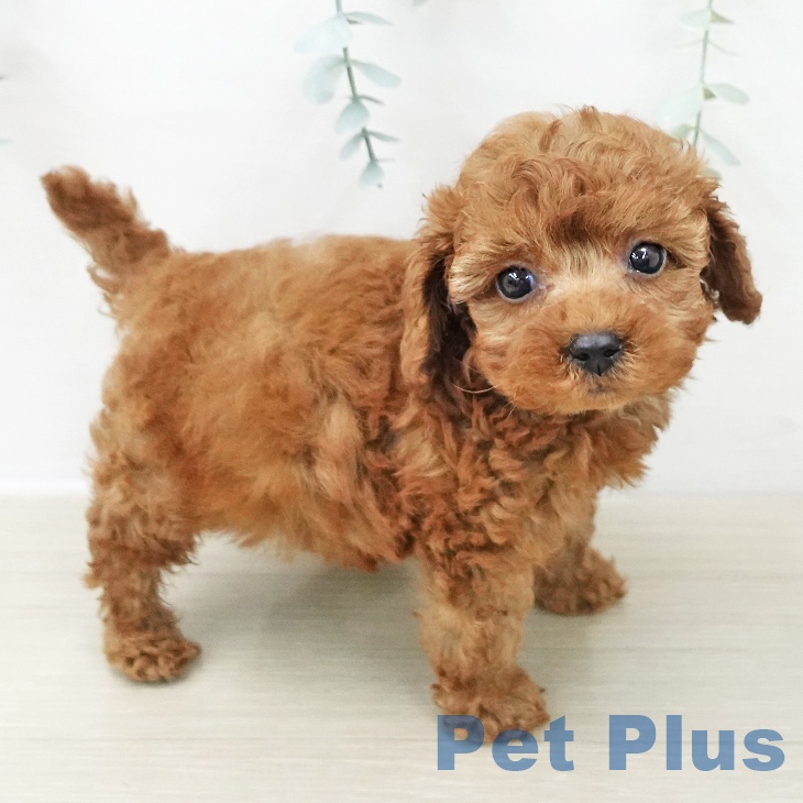 千葉県のトイプードル(トイ) (ペットプラス 幕張新都心店/2025年11月28日生まれ/女の子/レッド)の子犬の1枚目の画像