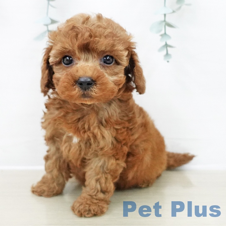 千葉県のトイプードル(トイ) (ペットプラス 幕張新都心店/2025年11月28日生まれ/女の子/レッド)の子犬の2枚目の画像