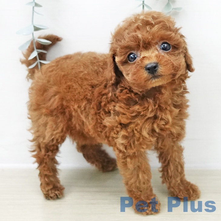 東京都のトイプードル(トイ) (ペットプラス アクアシティお台場店/2025年11月28日生まれ/女の子/レッド)の子犬の2枚目の画像