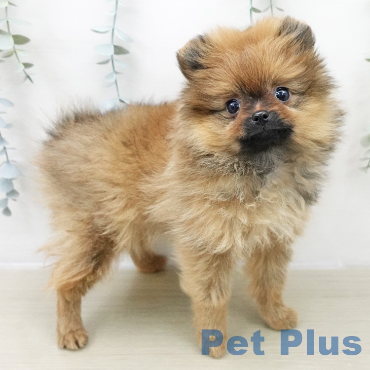埼玉県のポメラニアン (ペットプラス ららぽーと富士見店/2025年11月24日生まれ/女の子/オレンジ)の子犬の1枚目の画像