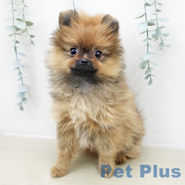埼玉県のポメラニアン (ペットプラス ららぽーと富士見店/2025年11月24日生まれ/女の子/オレンジ)の子犬の2枚目の画像