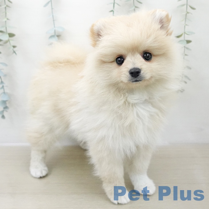 埼玉県のポメラニアン (ペットプラス イオンモール春日部店/2025年11月28日生まれ/女の子/クリーム)の子犬の1枚目の画像