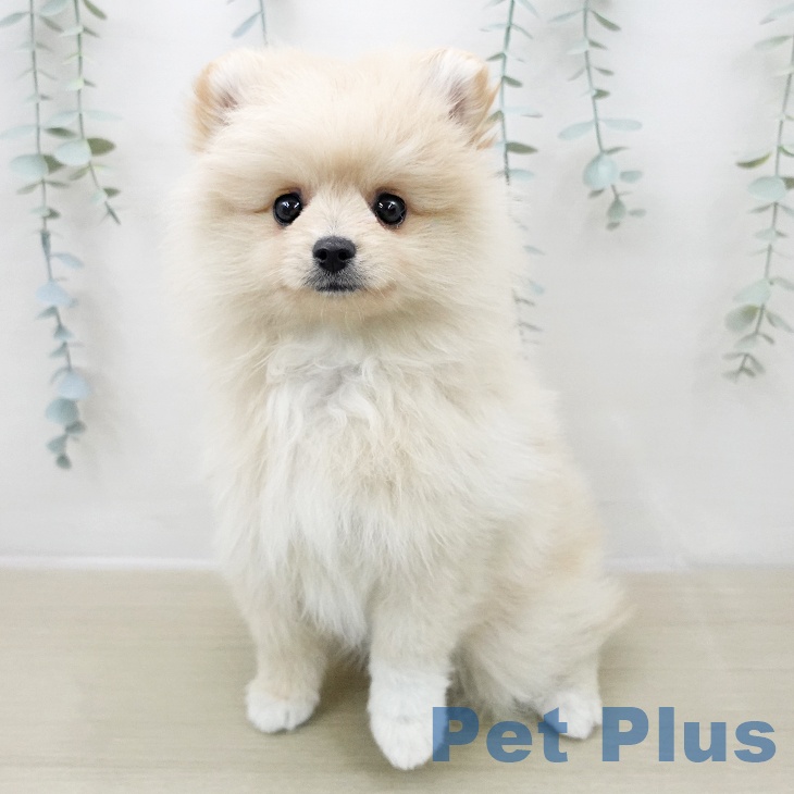 埼玉県のポメラニアン (ペットプラス イオンモール春日部店/2025年11月28日生まれ/女の子/クリーム)の子犬の2枚目の画像