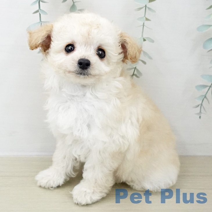 東京都のトイプードル(トイ) (ペッツワン 青梅インター店/2025年11月29日生まれ/男の子/クリーム)の子犬の1枚目の画像