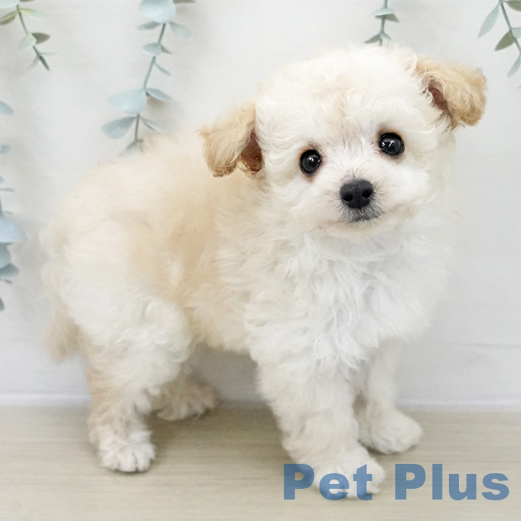 東京都のトイプードル(トイ) (ペッツワン 青梅インター店/2025年11月29日生まれ/男の子/クリーム)の子犬の2枚目の画像