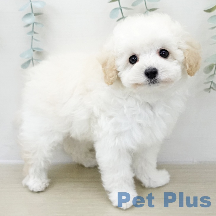 千葉県のトイプードル(トイ) (ペッツワン 千葉ニュータウン店/2025年11月29日生まれ/男の子/クリーム)の子犬の1枚目の画像