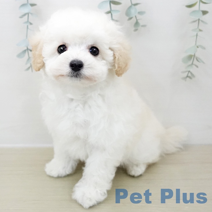 千葉県のトイプードル(トイ) (ペッツワン 千葉ニュータウン店/2025年11月29日生まれ/男の子/クリーム)の子犬の2枚目の画像