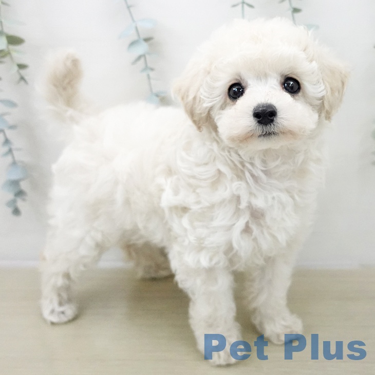 埼玉県のトイプードル(トイ) (ペットプラス 浦和美園店/2025年11月29日生まれ/女の子/クリーム)の子犬