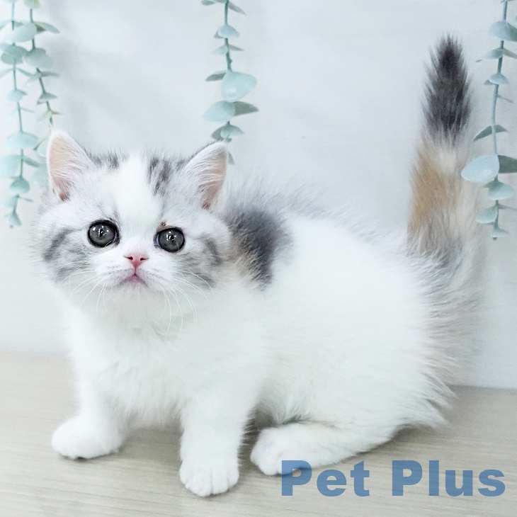 東京都のミヌエット (ペッツワン 青梅インター店/2025年11月22日生まれ/女の子/シルバーパッチドタビーホワイト)の子猫の1枚目の画像