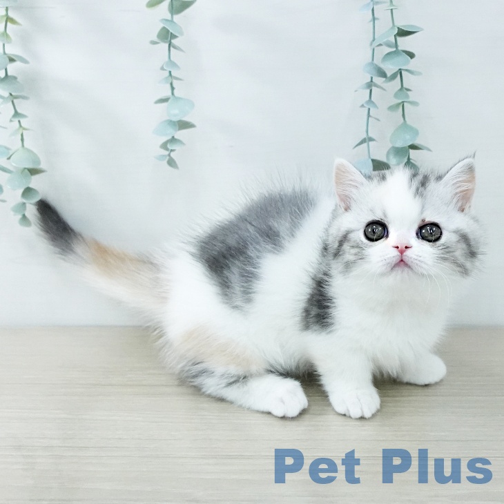 東京都のミヌエット (ペッツワン 青梅インター店/2025年11月22日生まれ/女の子/シルバーパッチドタビーホワイト)の子猫の2枚目の画像