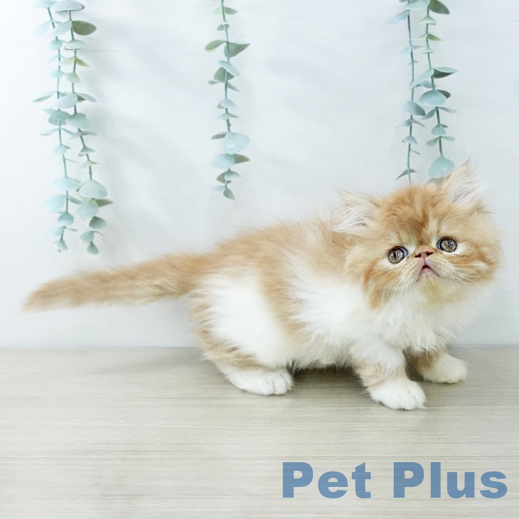 神奈川県のエキゾチック (ペットプラス テラスモール湘南店/2025年11月27日生まれ/男の子/レッドタビーホワイト)の子猫の1枚目の画像